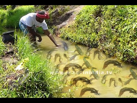 Catching Eel Fish in Paddy Field | Ramula Fish Catching | Paddy-Cum-Fish Culture | street food